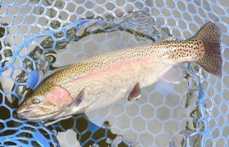 シビアなアタリを掛ける ～岡崎トラウトポン…